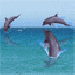 Skok tří delfínů.gif